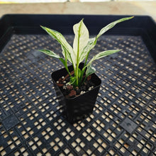 Load image into Gallery viewer, Spathiphyllum Peace Lily City of Angels, Exact Plant Variegated
