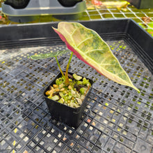 Load image into Gallery viewer, Alocasia Watsoniana Albo Pink variegated, Exact Plant Ships Nationwide
