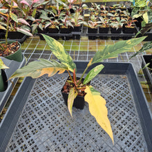 Load image into Gallery viewer, Philodendron Caramel Marble variegated exact plant, Fedex 2day*
