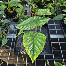 Load image into Gallery viewer, Philodendron Mamei, Exact Plant Ships Nationwide
