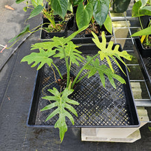 Load image into Gallery viewer, Philodendron Radiatum, Exact Plant Variegated Ships Nationwide
