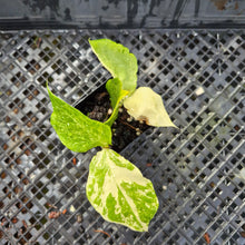 Load image into Gallery viewer, Zamioculcas Zamiifolia Wild Form ZZ, Exact Plant Variegated Ships Nationwide
