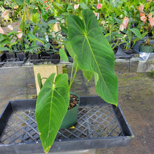 Load image into Gallery viewer, Anthurium Angamarcanum , Exact Plant Ships Nationwide
