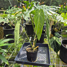 Load image into Gallery viewer, Anthurium Warocqueanum, Queen, Exact Plant Ships Nationwide
