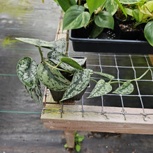 Load image into Gallery viewer, Scindapsus Silver Lady, Exact Plant Ships Nationwide
