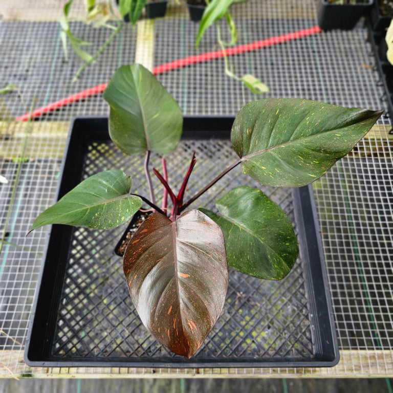 Philodendron Orange Princess, Exact Plant Variegated Ships Nationwide