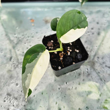 Load image into Gallery viewer, Syngonium Chiapense, Exact Plant Variegated Ships Nationwide
