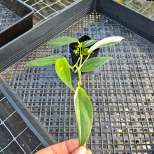 Load image into Gallery viewer, Scindapsus Blue Albo, Exact Plant Variegated Ships Nationwide
