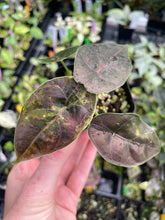 Load image into Gallery viewer, Alocasia Azlanii Aurea variegated 2.5" pot, Fedex 2day*
