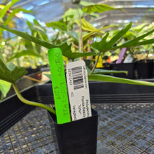 Load image into Gallery viewer, Philodendron Florida Beauty X Tortum, Exact Plant Variegated Ships Nationwide
