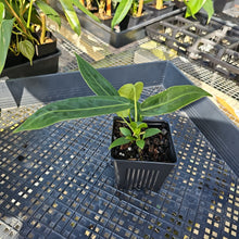 Load image into Gallery viewer, Anthurium Warocqueanum, Queen, Exact Plant Ships Nationwide
