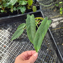 Load image into Gallery viewer, Philodendron Spiritus Sancti, Exact Plant Ships Nationwide
