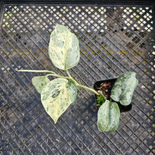 Load image into Gallery viewer, Scindapsus Peasun, Exact Plant Variegated Ships Nationwide
