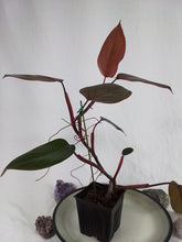 Load image into Gallery viewer, Philodendron Dark Lord, Exact Plant Ships Nationwide
