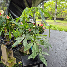Load image into Gallery viewer, Pachira Aquatica Money Tree, Exact Plant Variegated Ships Nationwide
