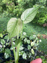 Load image into Gallery viewer, Monstera Deliciosa White Monster Variegated 2.5" Pot, Fedex 2 day*
