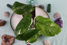 Load image into Gallery viewer, Variegated Monstera Lechleriana exact plant, ships nationwide

