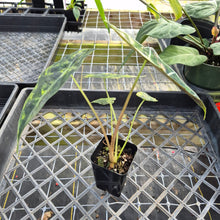 Load image into Gallery viewer, Alocasia Sanderiana Bull Aurea, Exact Plant Variegated
