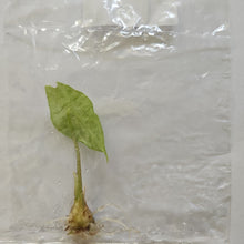 Load image into Gallery viewer, Alocasia Longiloba Black Satun Stardust variegated tissue culture 2DayAir
