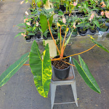 Load image into Gallery viewer, Philodendron Billietiae, Exact Plant Ships Nationwide
