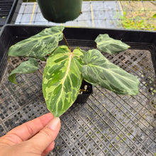 Load image into Gallery viewer, Philodendron Gloriosum Snow Leopard, variegated, Exact Plant Ships Nationwide
