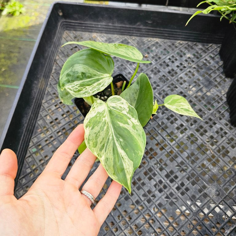 Philodendron Hederaceum, Heart Leaf, Exact Plant Variegated multi pot Ships Nationwide