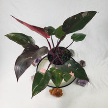 Load image into Gallery viewer, Philodendron Pink Princess, Exact Plant Variegated
