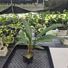 Load image into Gallery viewer, Philodendron Campii Lynette exact plant, Fedex 2day*
