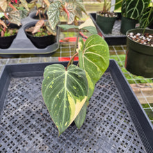 Load image into Gallery viewer, Philodendron Gloriosum variegated, Exact Plant Ships Nationwide
