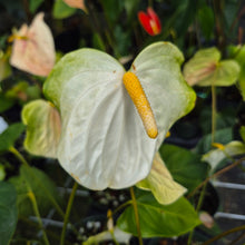 Load image into Gallery viewer, Anthurium White Obake 'Tropic Ice' 6" pot, Fedex 2day
