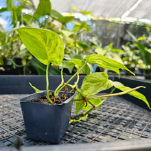 Load image into Gallery viewer, Philodendron Hederaceum, Heart Leaf, Exact Plant Variegated Ships Nationwide
