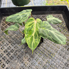 Load image into Gallery viewer, Philodendron Gloriosum Snow Leopard, variegated, Exact Plant Ships Nationwide

