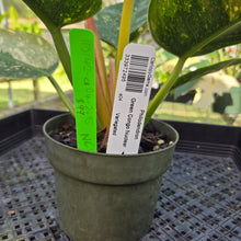 Load image into Gallery viewer, Philodendron Green Congo Nuclear, Exact Plant Variegated
