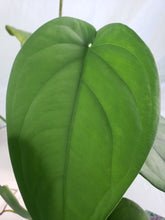 Load image into Gallery viewer, Chiapense, exact plant, Syngonium, ships nationwide
