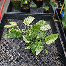 Load image into Gallery viewer, Epipremnum Pinnatum Marble, Exact Plant Variegated triple plant pot Ships Nationwide
