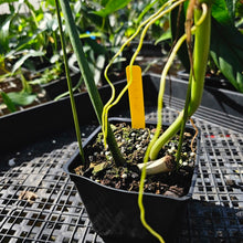 Load image into Gallery viewer, Philodendron Holtonianum, Exact Plant Ships Nationwide
