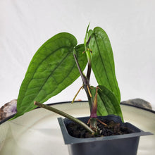 Load image into Gallery viewer, Anthurium Sp. Limon, Exact Plant
