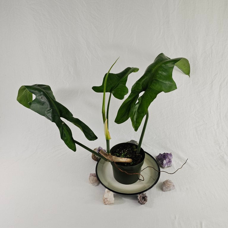 Philodendron Jerry Horne, Exact Plant Large
