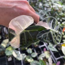 Load image into Gallery viewer, Alocasia Heart Balloon pink variegated 2.5" pot, Fedex 2day*
