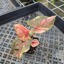 Load image into Gallery viewer, Syngonium Strawberry Ice Variegated exact plant, Fedex 2day*
