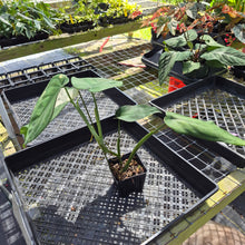 Load image into Gallery viewer, Syngonium Chiapense, Exact Plant Variegated Ships Nationwide

