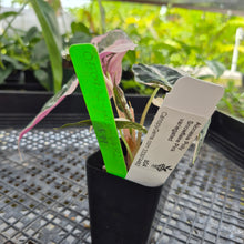 Load image into Gallery viewer, Alocasia polly snowflake pink variegated, Exact Plant Ships Nationwide.
