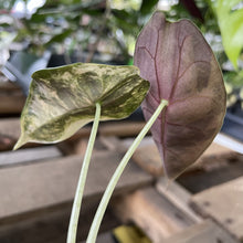 Load image into Gallery viewer, Alocasia Sedenii Aurea Variegated exact plant, Fedex 2day*

