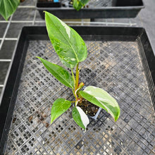 Load image into Gallery viewer, Philodendron White Princess, Exact Plant Variegated Ships Nationwide
