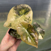 Load image into Gallery viewer, Alocasia Cuprea Golden Latte Variegated exact plant, Fedex 2day*
