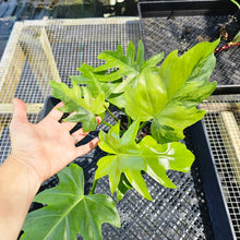 Load image into Gallery viewer, Philodendron Radiatum, Exact Plant Variegated Ships Nationwide
