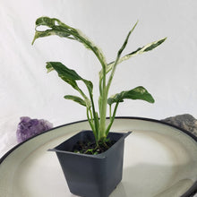 Load image into Gallery viewer, Alocasia Odora, Okinawa Silver, Exact Plant Variegated
