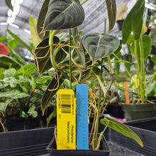 Load image into Gallery viewer, Philodendron Melanochrysum, Exact Plant Ships Nationwide
