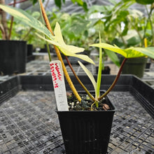 Load image into Gallery viewer, Philodendron Florida Beauty, Exact Plant Variegated Ships Nationwide
