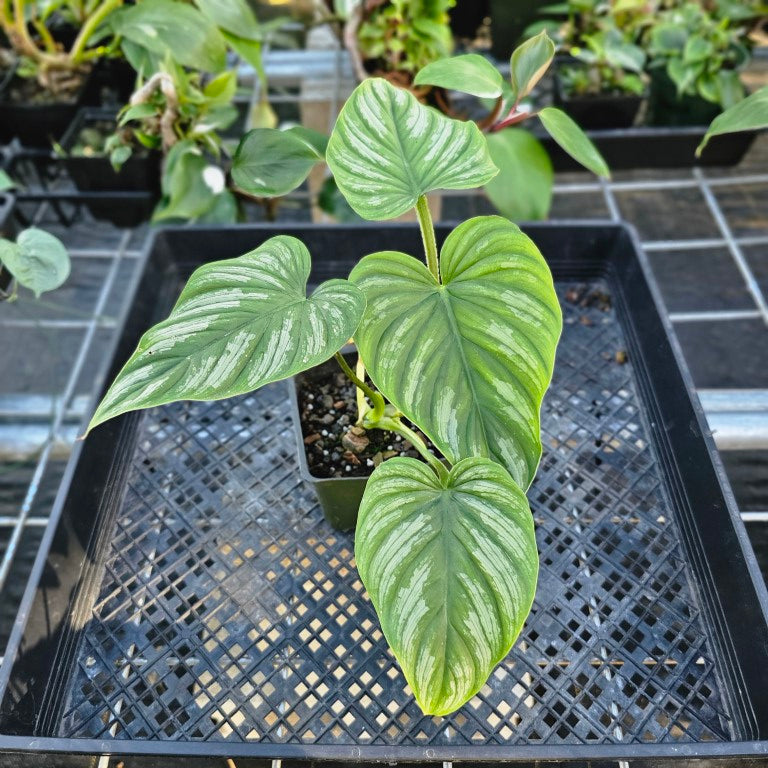 Philodendron Mamei, Exact Plant Ships Nationwide